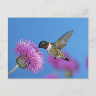 Robijnkeelkolibrie Briefkaart