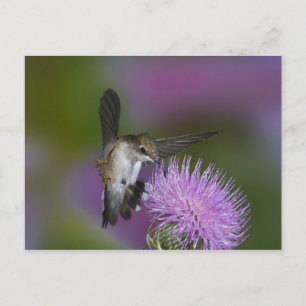 Robijnkeelkolibrie in vlucht bij distel briefkaart