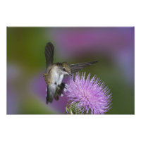 Robijnkeelkolibrie in vlucht bij distel