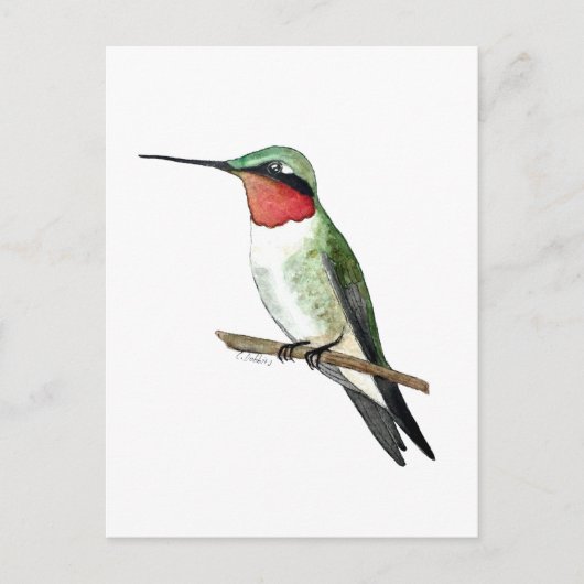 Robijnkolibrie Briefkaart (Voorkant)