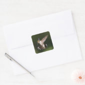Robijnkolibrie Vierkante Sticker (Envelop)