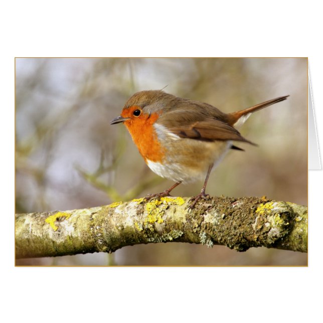 Robin (Devant horizontal)