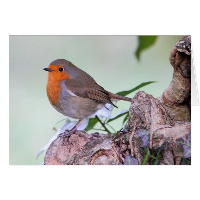 Robin (Devant horizontal)