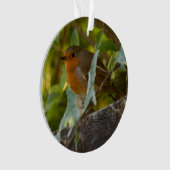 Robin (devant)