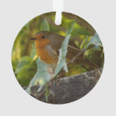 Robin (dos)