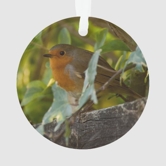 Robin (dos)