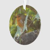 Robin (devant)