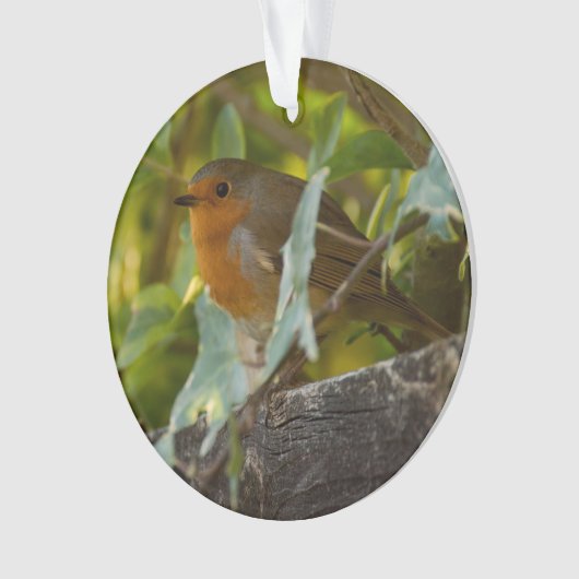 Robin (devant)