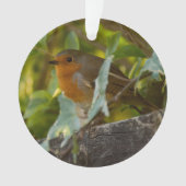 Robin (devant)