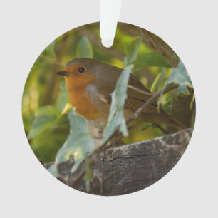 Robin