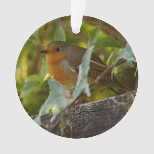 Robin (devant)