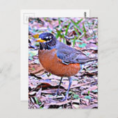 Robin (Amerikaanse Robin) Briefkaart (Voorkant / Achterkant)