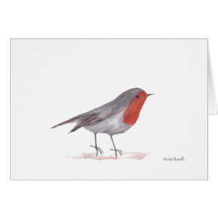 Robin bird