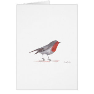 Robin bird