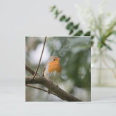 Robin Bird Carte photo naturel (Debout devant)