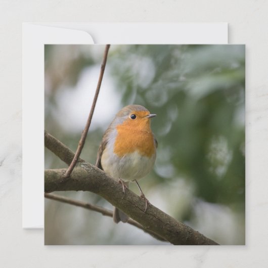 Robin Bird Carte photo naturel (Devant)