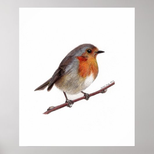 Robin Bird (Erithacus rubecula) Poster (Voorkant)