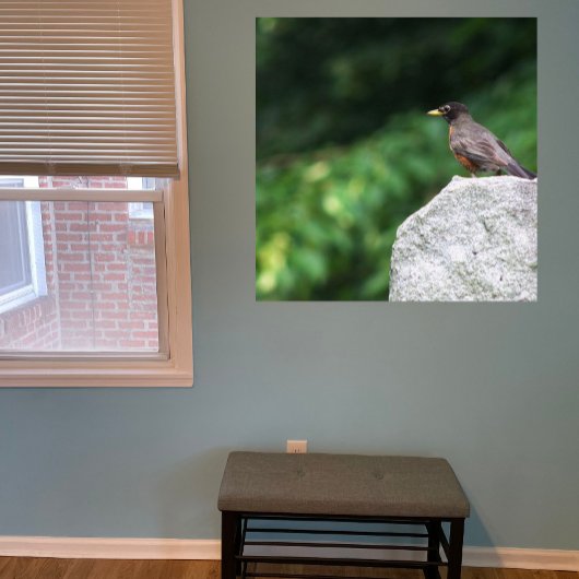 Robin Bird Foto Poster