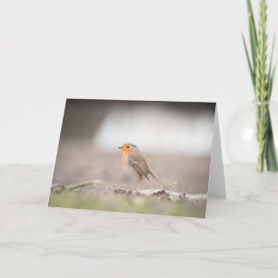 Robin Bird Natuur Fotokaart Kaart