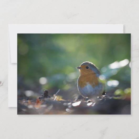 Robin Bird Natuur Photo Card (Voorkant)