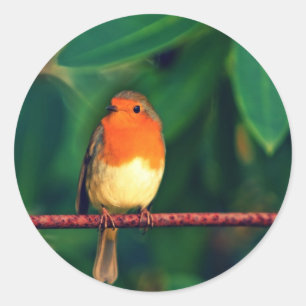 Robin bird ronde sticker