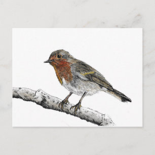 Robin Bird Sketch Briefkaart