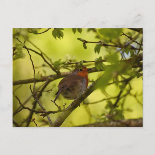 Robin Briefkaart (Voorkant)