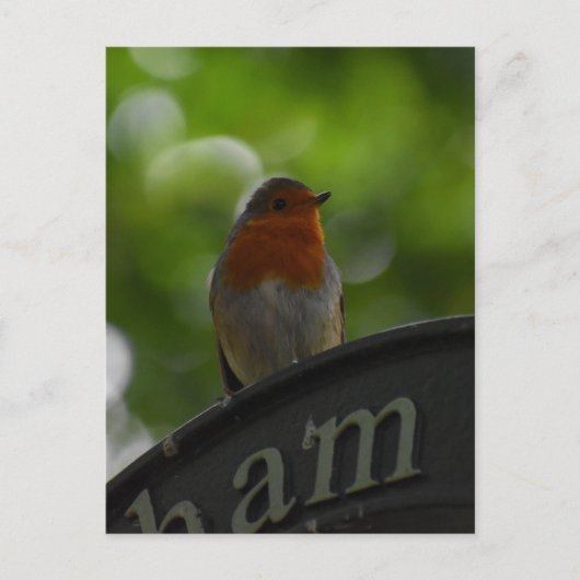 Robin Briefkaart (Voorkant)