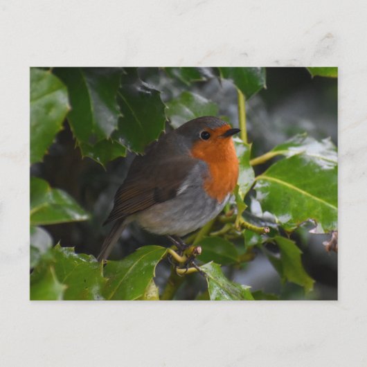 Robin Briefkaart (Voorkant)