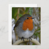 Robin Briefkaart (Voorkant / Achterkant)