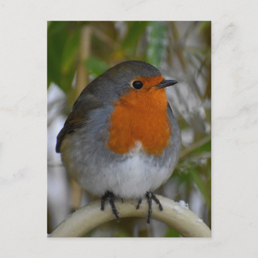 Robin Briefkaart (Voorkant)