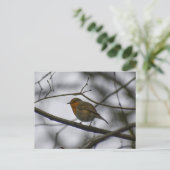 Robin  briefkaart (Staand voorkant)