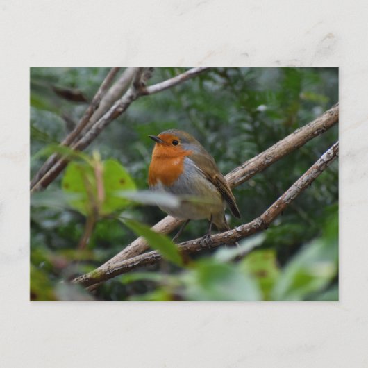 Robin Briefkaart (Voorkant)
