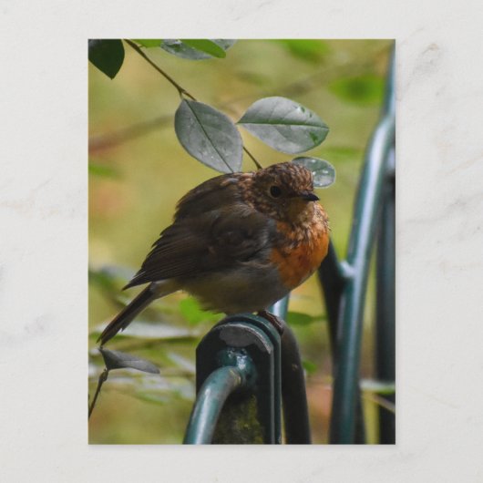 Robin Briefkaart (Voorkant)