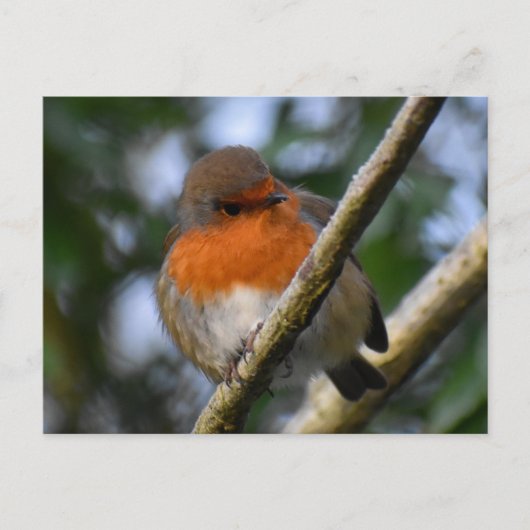 Robin Briefkaart (Voorkant)