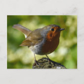 Robin Briefkaart (Voorkant)