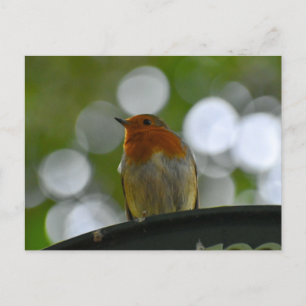 Robin Briefkaart