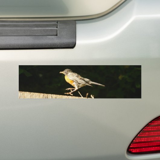 Robin Bumpersticker (Op auto)