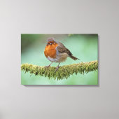 Robin Canvas Afdruk (Voorkant)