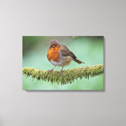 Robin Canvas Afdruk (Voorkant)