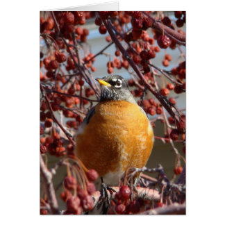 Robin d'hiver