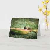 Robin eet watermeloen kaart (Gele Bloem)