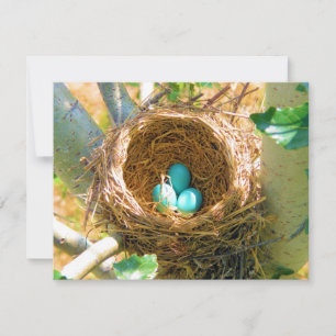 Robin Eggs in een backyard Tree Nest