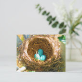 Robin Eggs in een backyard Tree Nest Briefkaart (Staand voorkant)