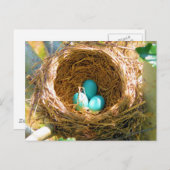 Robin Eggs in een backyard Tree Nest Briefkaart (Voorkant / Achterkant)