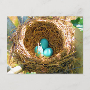 Robin Eggs in een backyard Tree Nest Briefkaart