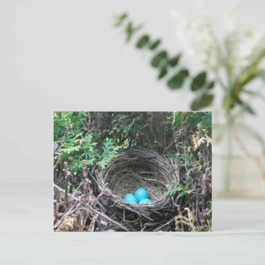 Robin Eggs in Nest Briefkaart (Staand voorkant)