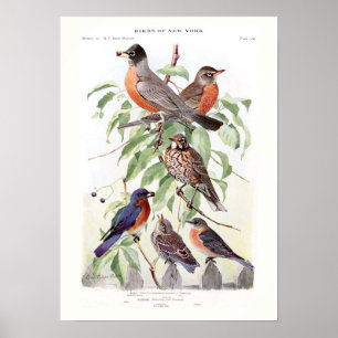 Robin en Bluebird Poster