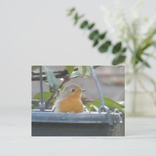 Robin en Plante Pot do-it-yourself carte postale (Debout devant)