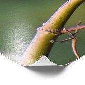 Robin Foto Afdruk (Hoek)